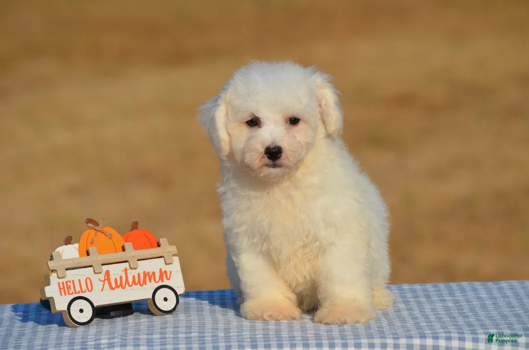 Bichon Frise dogs for sale: Teddy - Ad 1