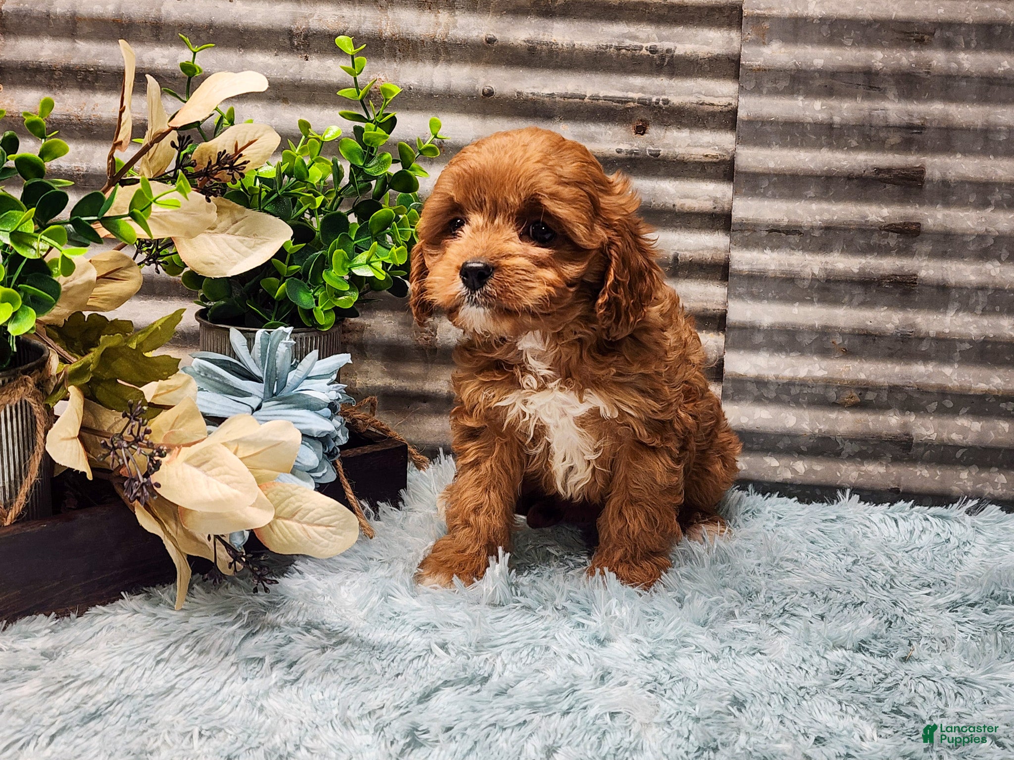 Cavapoo dogs Princess - Ad 4