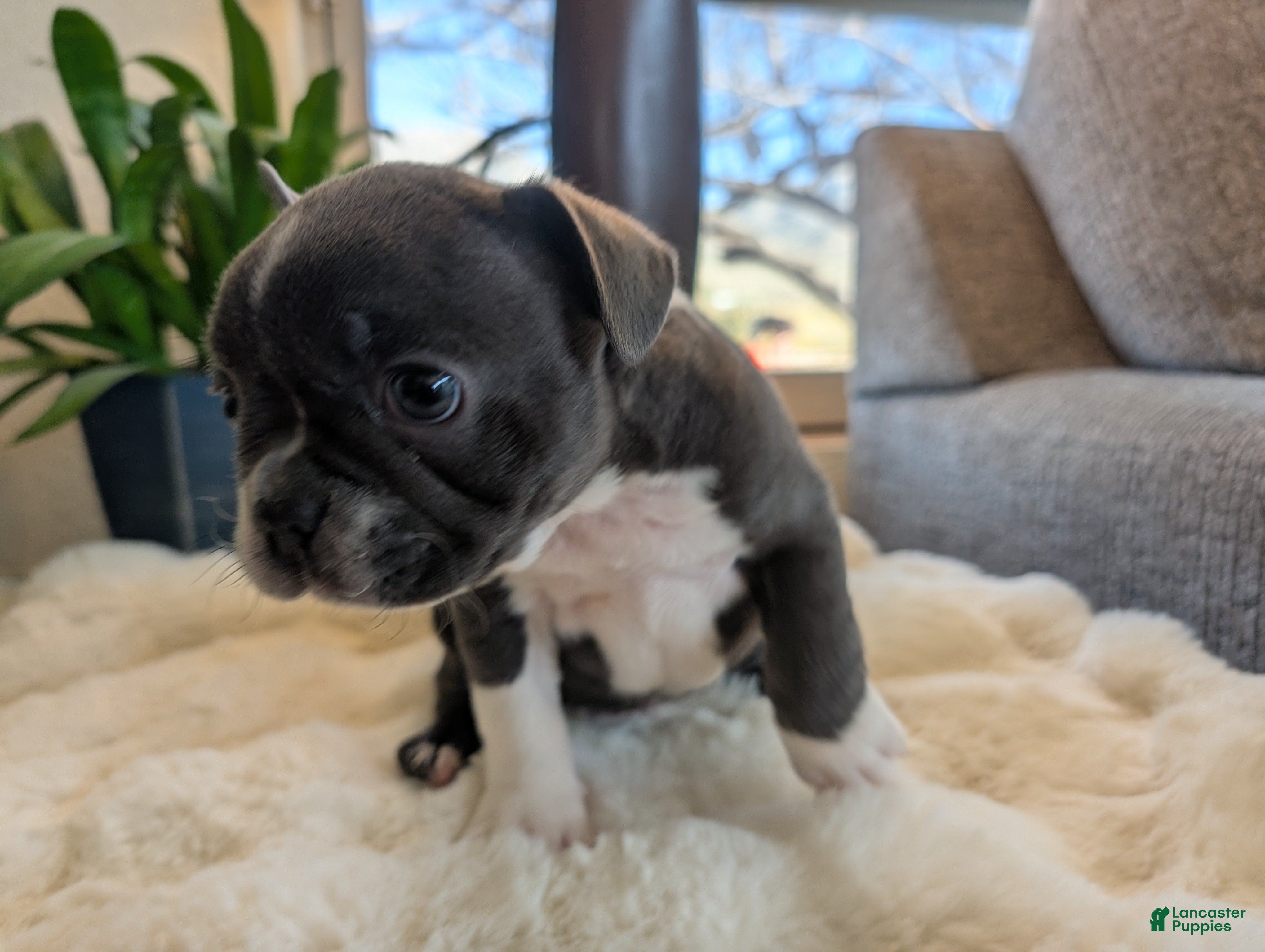 Frenchton dogs Clover - Ad 1