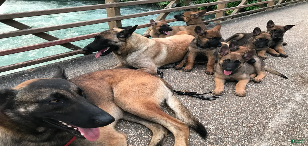 Gallery Image {{count}}