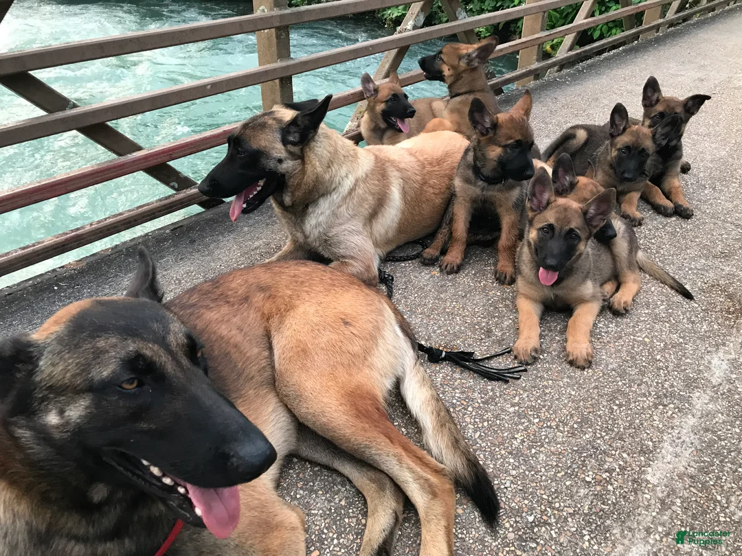 Gallery Image {{count}}