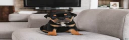 English Bulldog dogs for sale: Addi - Ad 1