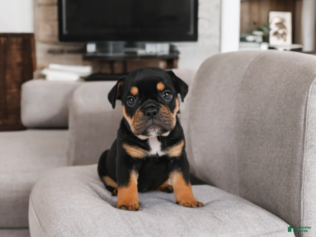 English Bulldog dogs for sale: Addi - Ad 1