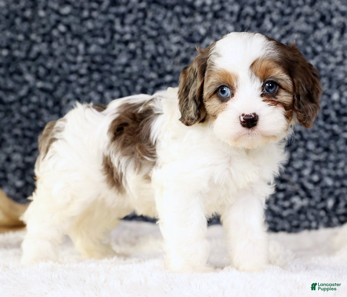 Cavapoo dogs Brittany - Ad 24