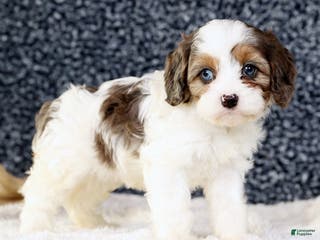 Cavapoo dogs Brittany - Ad 24