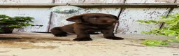 Labrador Retriever dogs for sale: Duke - Ad 7