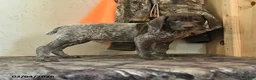 German Shorthaired Pointer dogs for sale: Scout - Ad 1