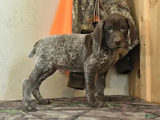 German Shorthaired Pointer dogs Scout - Ad 6