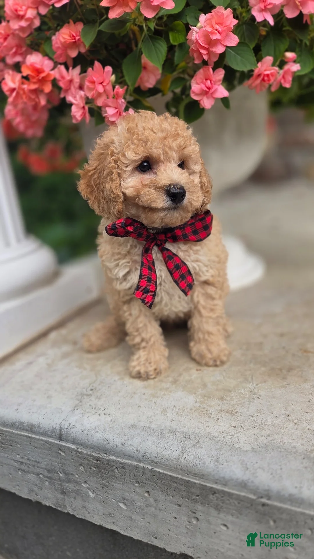Toy Poodle dogs for sale: Toby - Ad 2