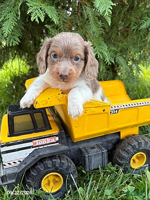 Miniature Dachshund dogs Calihan - Ad 2