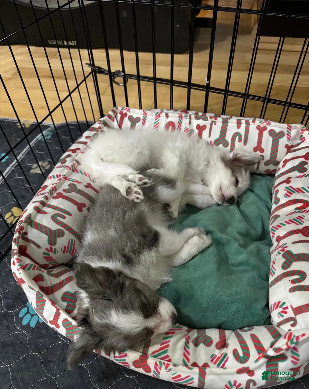 Mixed Breed dogs for sale: PopTart - Ad 11