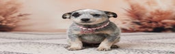 Australian Cattle Dog dogs for sale: Bella - Ad 1