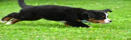 Bernese Mountain Dog dogs for sale: Ned - Ad 8
