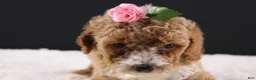 Mini Goldendoodle dogs for sale: Daisy - Ad 15