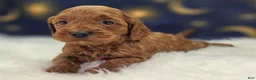 Cockapoo dogs for sale: Glaze - Ad 12