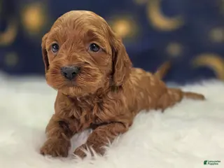 Cockapoo dogs Glaze - Ad 22