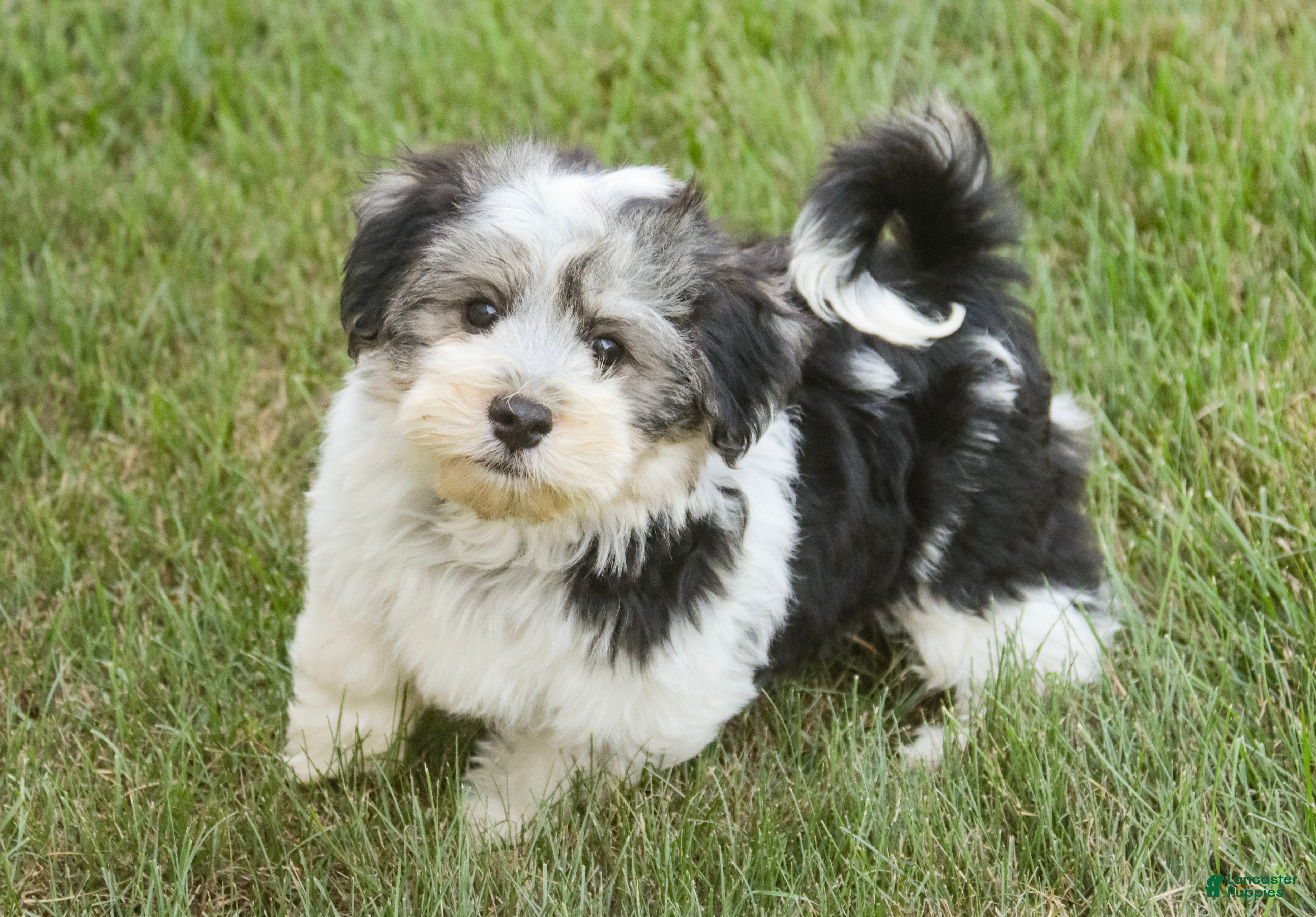 Havanese dogs Francesca - Ad 1