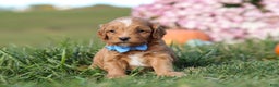 Cavapoo dogs for sale: Bentley - Ad 5