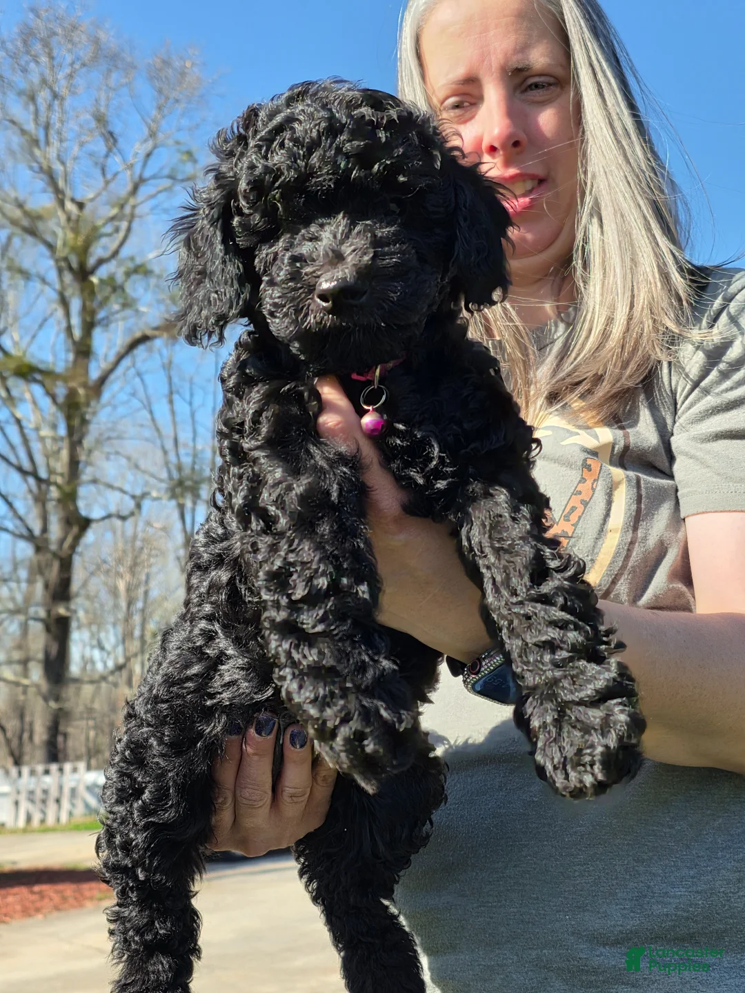 Mixed Breed dogs for sale: Mixed Breed Puppy 4 - Ad 1