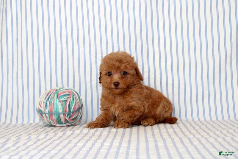 Shihpoo dogs Polly - Ad 1