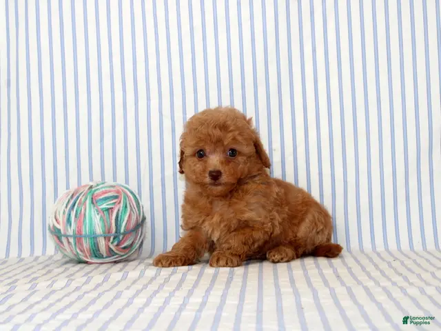 Shihpoo dogs Polly - Ad 1