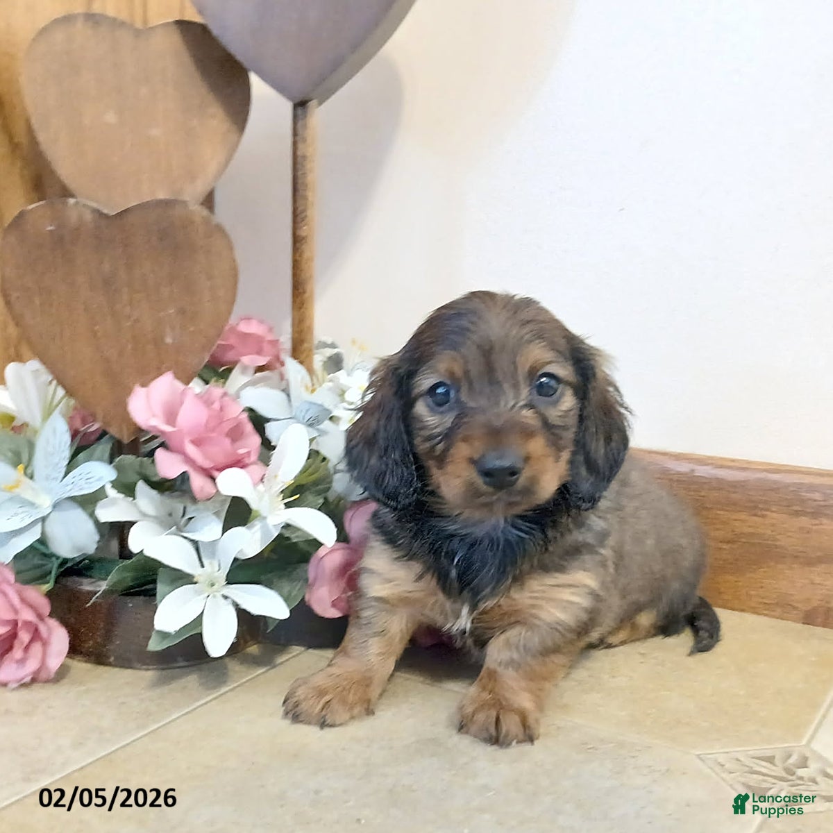 Miniature Dachshund dogs Honeybear - Ad 28