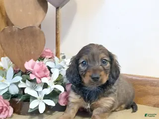 Miniature Dachshund dogs Honeybear - Ad 28