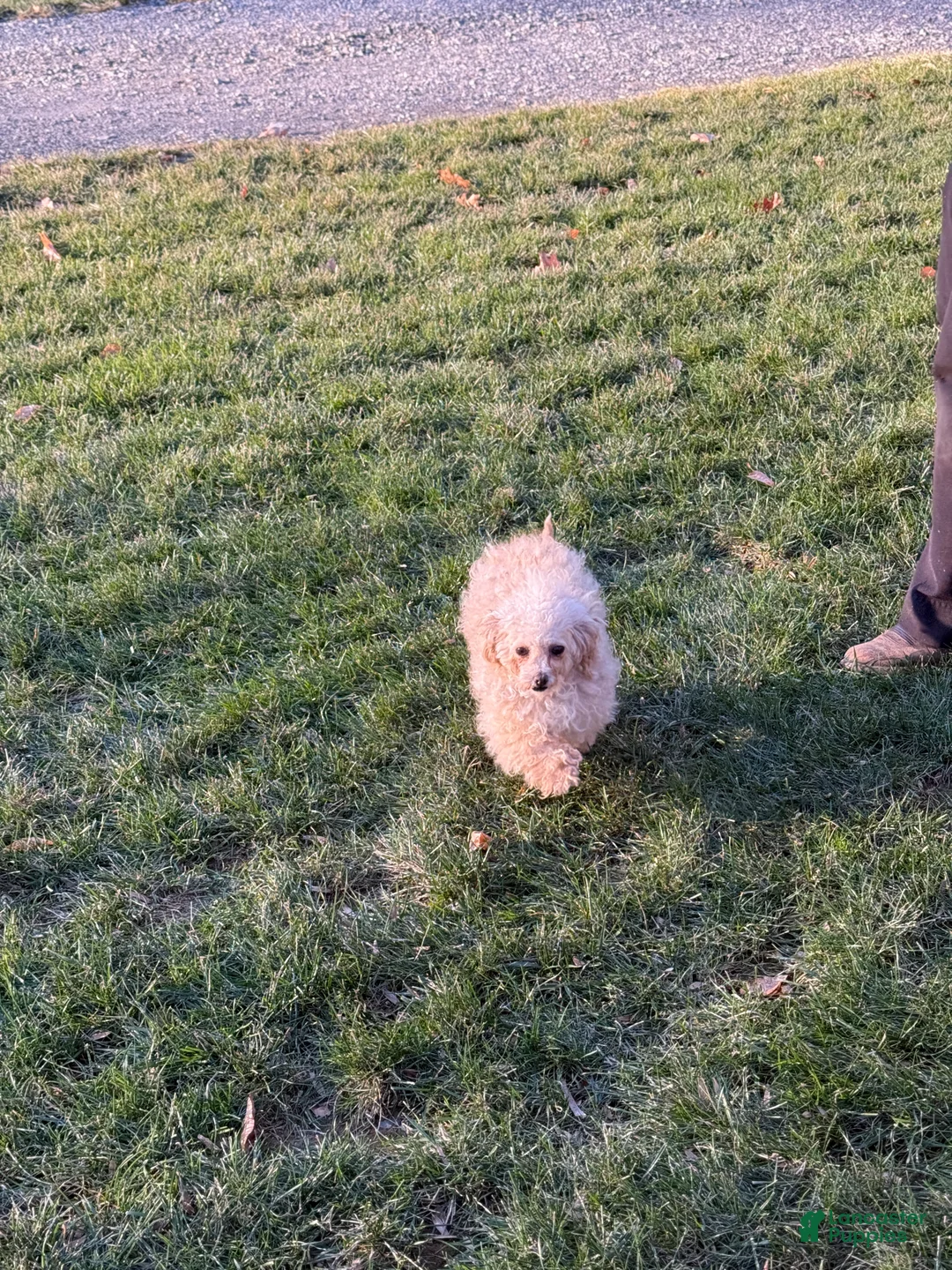 Bichpoo dogs for sale: Levi - Ad 8