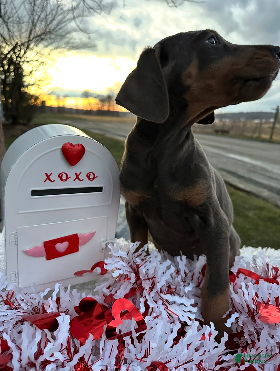 Doberman Pinscher dogs for sale: Akc Doberman Pinscher Blue Valentine - Ad 4
