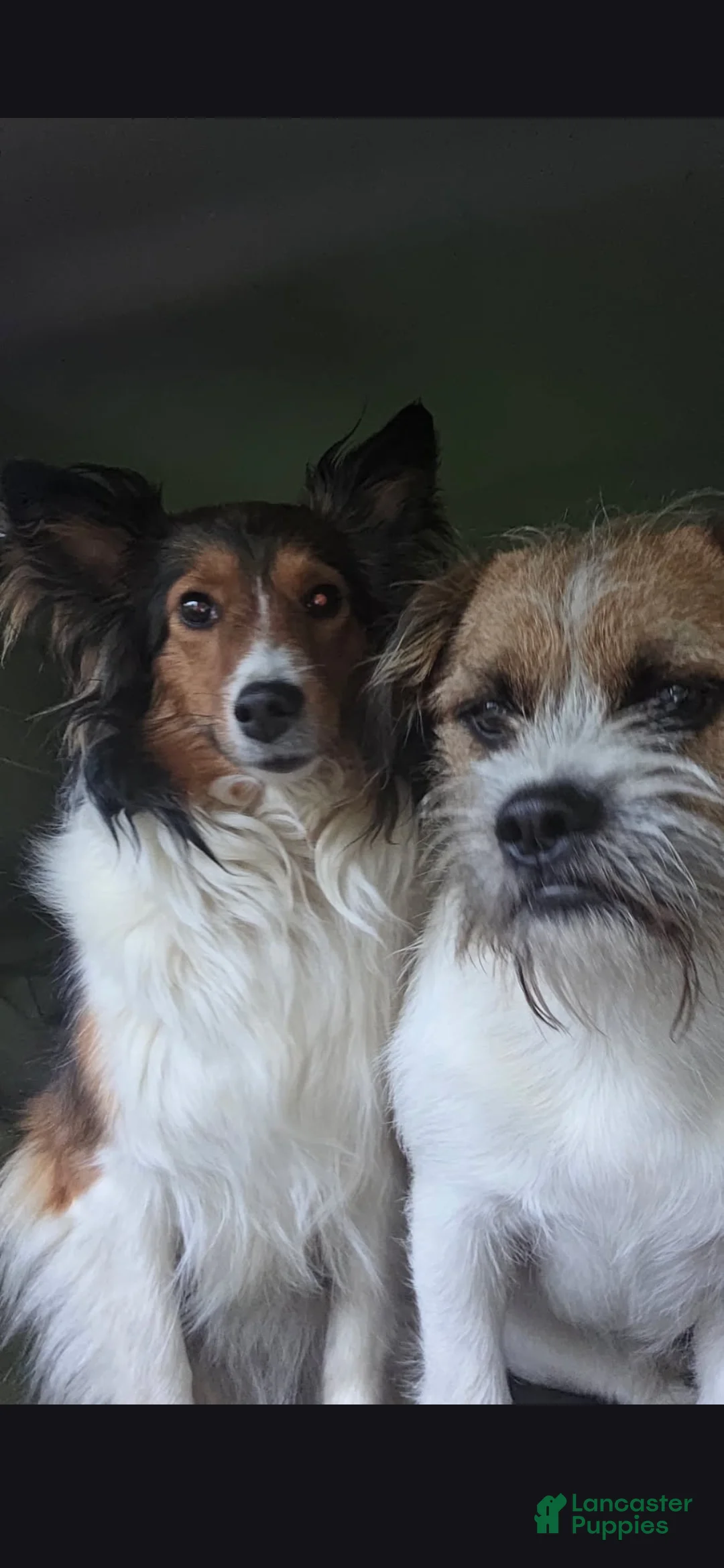 Mixed Breed dogs for sale: Mixed Breed 2 - Ad 2