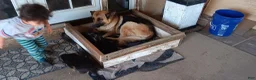 German Shepherd dogs for sale: Noname - Ad 2