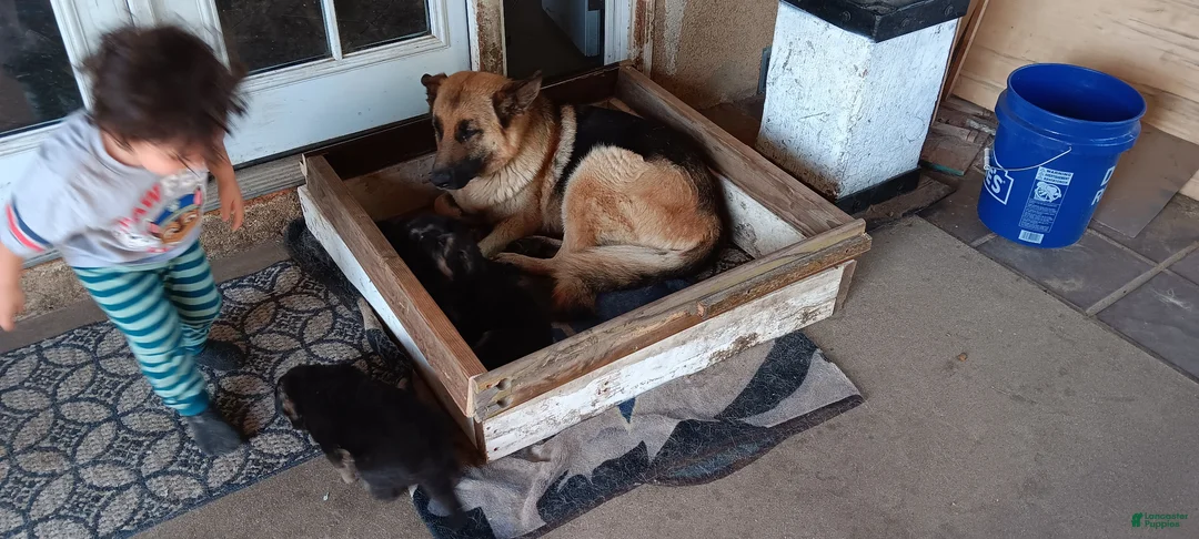 German Shepherd dogs for sale: Noname - Ad 2