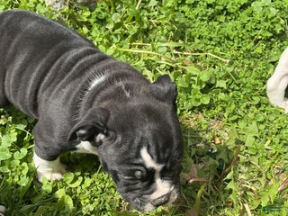 American Bully dogs - Ad 24