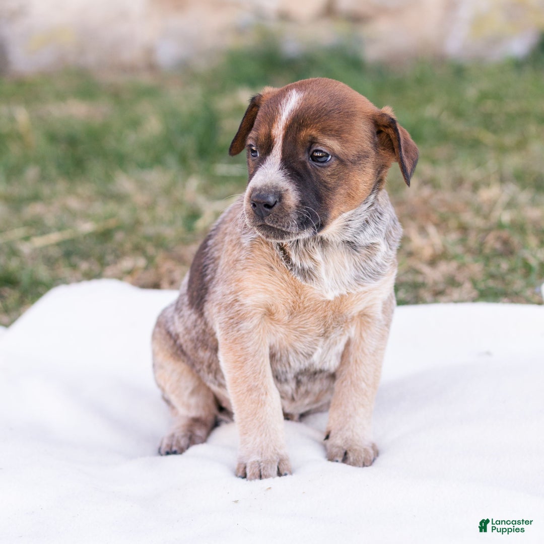 Mixed Breed dogs for sale: Heidi  - Ad 2