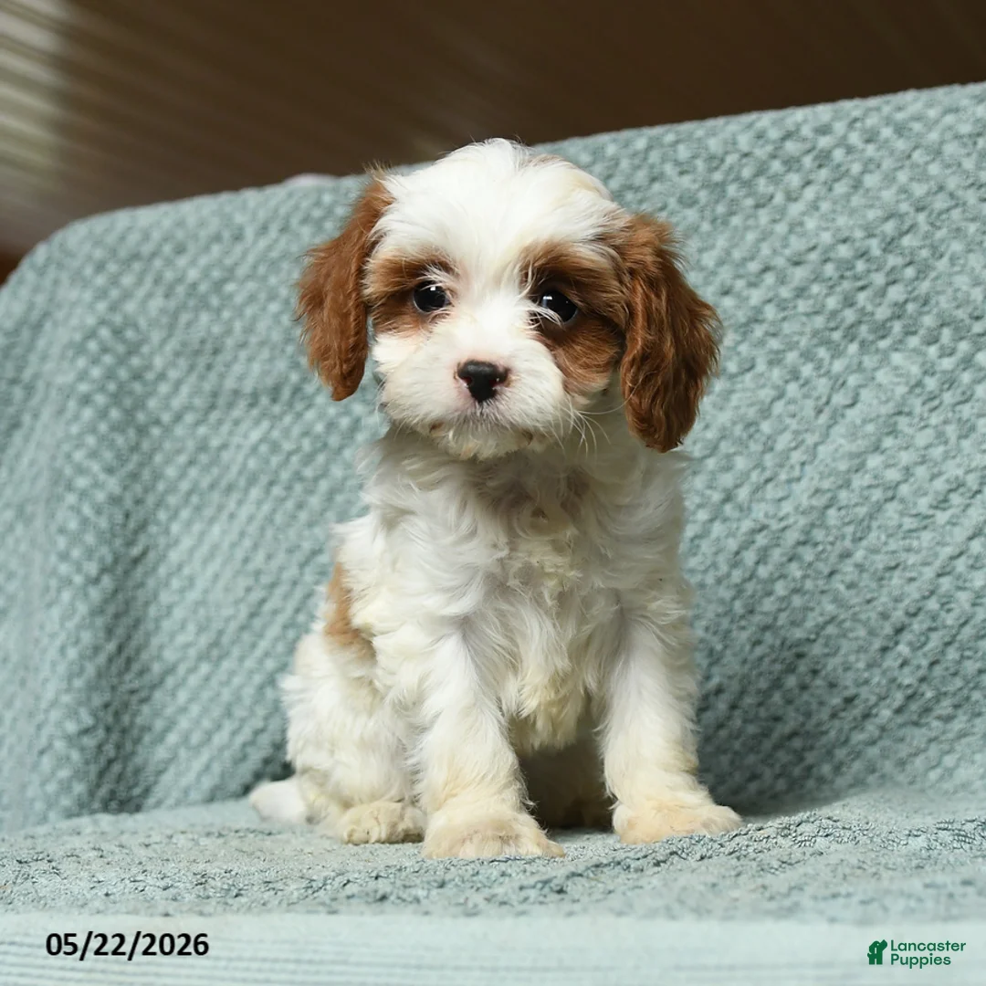 Cavapoo dogs for sale: Bengal - Ad 1