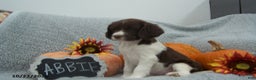English Springer Spaniel dogs for sale: Abbie - Ad 1