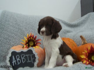 English Springer Spaniel dogs Abbie - Ad 17