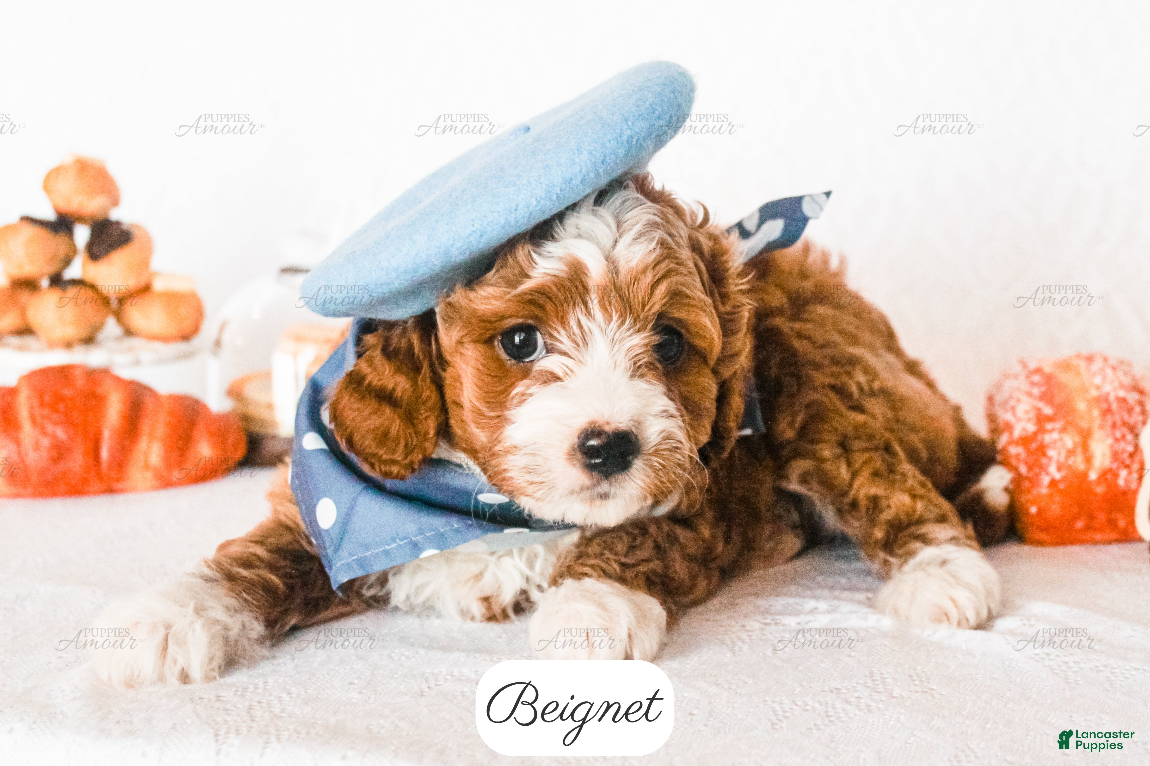 Cavapoo dogs Beignet - Ad 2
