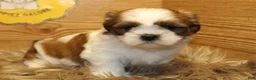 Shih Tzu dogs for sale: Bailey - Ad 6