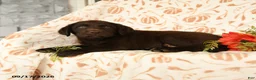 Labrador Retriever dogs for sale: Melvin - Ad 4