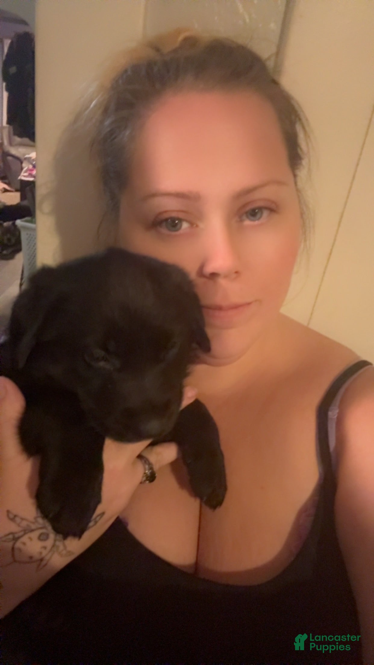 Mixed Breed dogs Mixed Breed Puppy 2 - Ad 16