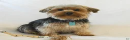 Yorkshire Terrier dogs for sale: Charmer - Ad 6