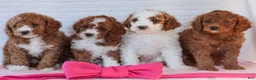 Mini Goldendoodle dogs for sale: Jack  - Ad 6