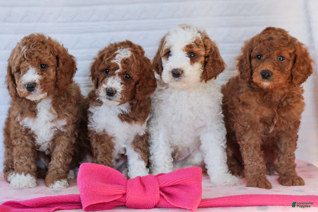 Mini Goldendoodle dogs for sale: Jack  - Ad 6