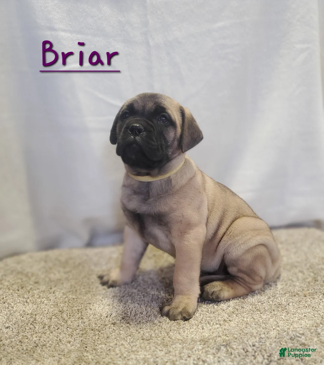 Bullmastiff dogs for sale: Briar - Ad 2