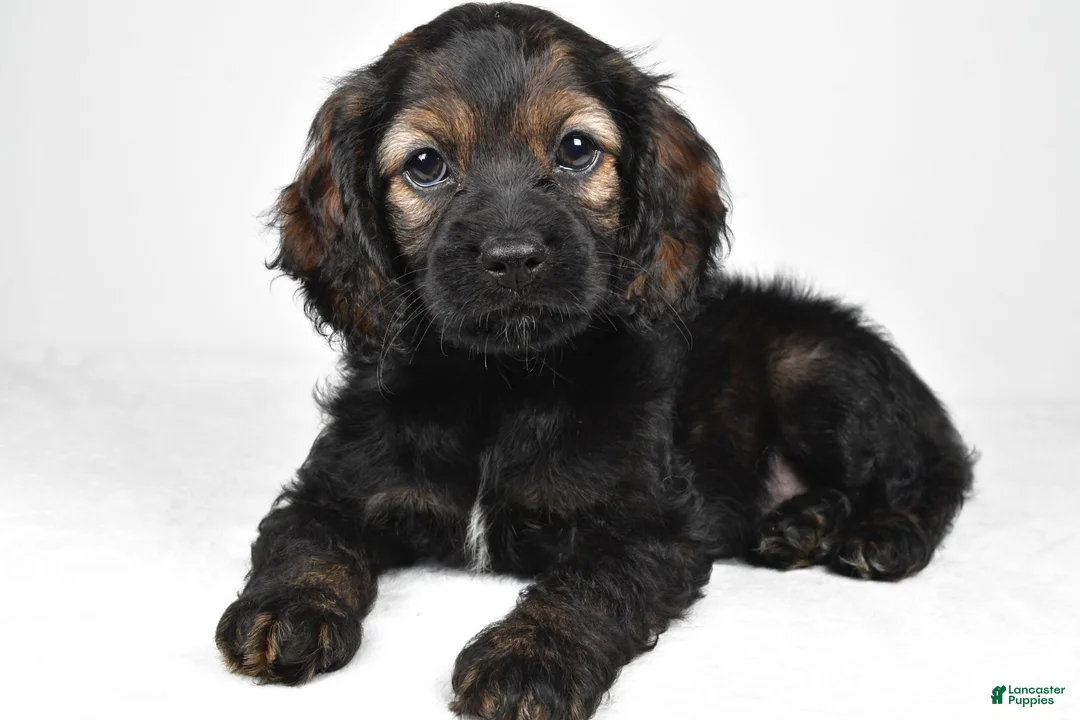 Cockapoo dogs for sale: Hudson - Ad 1