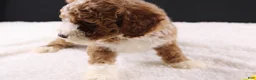 Mini Goldendoodle dogs for sale: Teddy - Ad 7