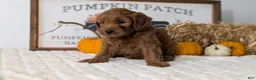 Mini Goldendoodle dogs for sale: Axel - Ad 11
