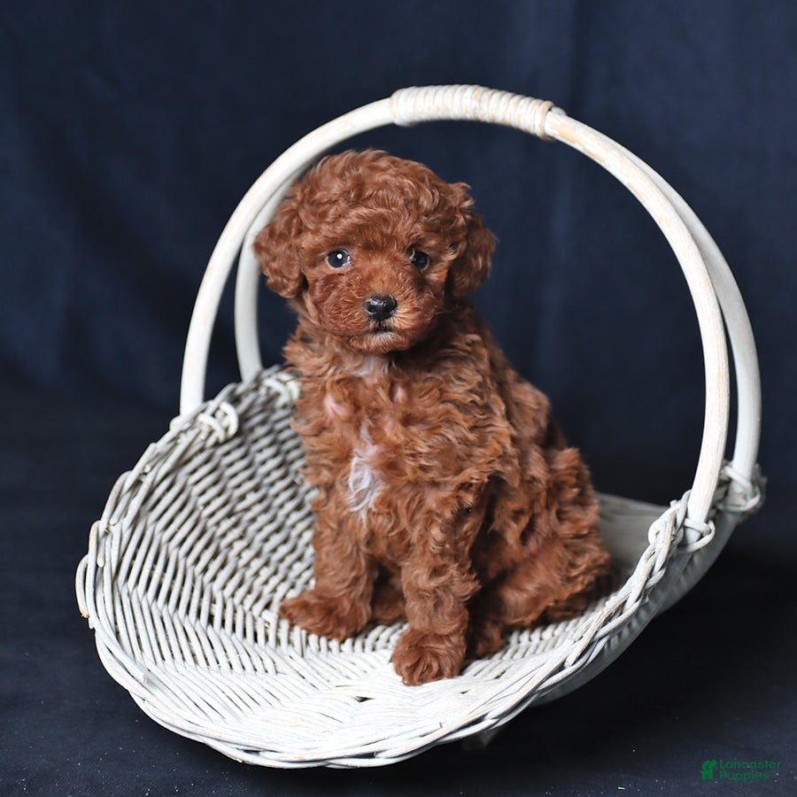 Toy Poodle dogs Unique - Ad 1