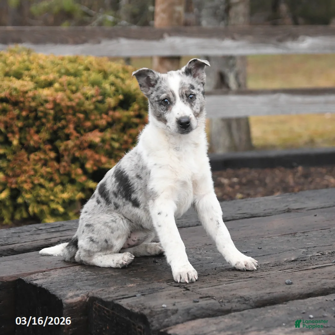 Mixed Breed dogs for sale: Darcy - Ad 1